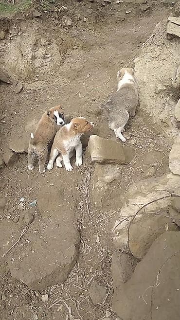 Gəmiricilər: Alabay, Dişi — 2