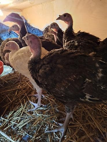 pitbull balasi satilir: Salam Təmiz qan Amerkan Bronz cinsli suretli böyüyən çox yumurtayan ev — 2