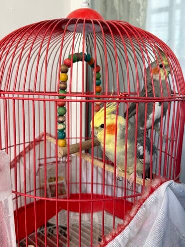 bugdanin qiymeti: İki erkek korella bir cüt mehebbet quşu satılır Qiymet razılaşma — 1