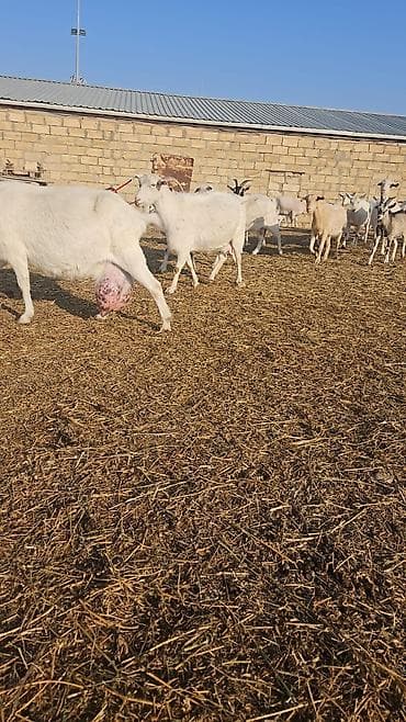 toyuq mehsullari topdan satis: Südçülük üçün keçilər sürüsü SANEN ALPİN MACAR CİNSLERİ ANA KEÇİLER — 5