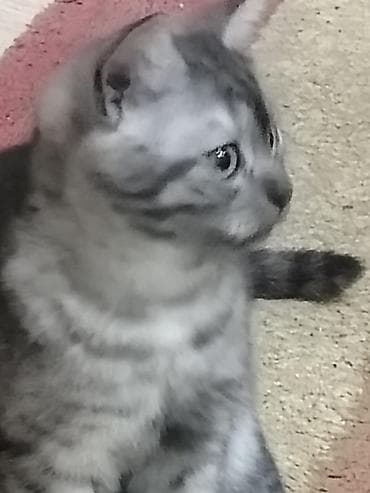 pisiy: Gümüş rəngli, zolaqlı, qısa tüklü balaca pişik. Yumşaq, sıx kürkü, iri — 5