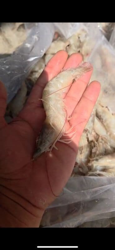 donuz balası: Sülhsevər, Ünvandan götürmə, Pulsuz çatdırılma, Ödənişli çatdırılma — 1