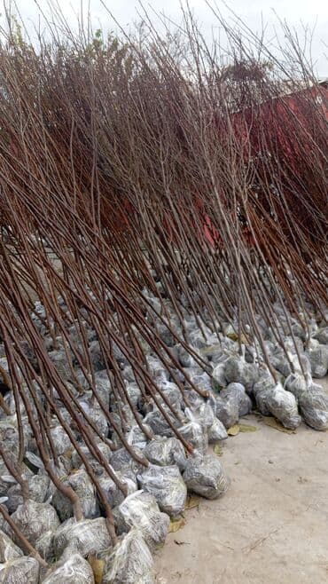 пластмассовый бак для воды купить: Her növ ağaclar ve dekarativ ağaclar çox ucuz ve qarantili gubresiz — 46