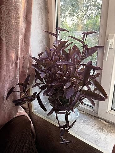 guldəfnə bitkisi: Tradescantia pallida (Purpurea) – bənövşəyi asma ev bitkisi - — 2