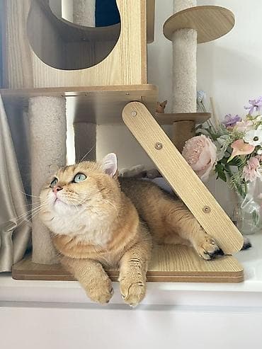 шиншилла котенок купить: Золотая шиншилла, Самец, В добрые руки, Платная доставка — 2