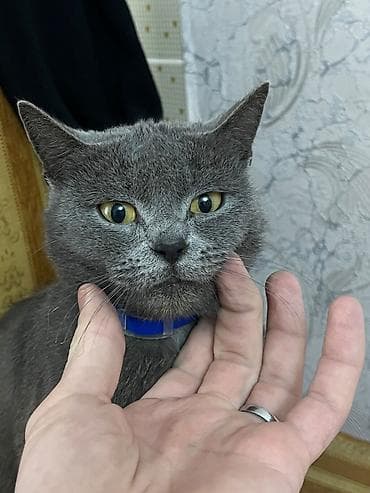 qus yuvasi satisi: Britan, Dişi, Yaxşı əllərə, Ünvandan götürmə, Ödənişli çatdırılma — 1