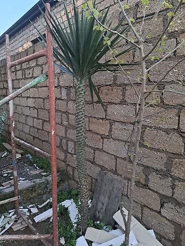 сколько стоит пальма в горшке: Bağ üçün dekorativ tropik bitkilər - Növlər: Yucca (Yucca — 4