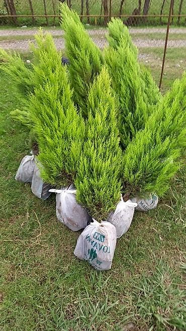 suvarma şlanqları: Məhsul: İynəyarpaq dekorativ ağaclar (qovaqda və torpaq kisəsində) - — 4