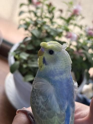 popugay: 2 ədəd 1 ay yarımlıq gözəl rəngli RAİNBOW tutuquşu. Ələ öyrətməyin tam — 2