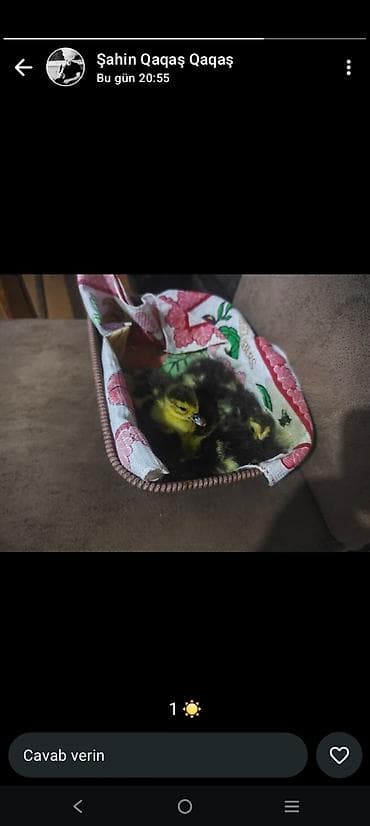 hamster satis: Salam Allah alanada satanada xeyirli etsin.xacmaz ərazisi 3 günlük lal — 2