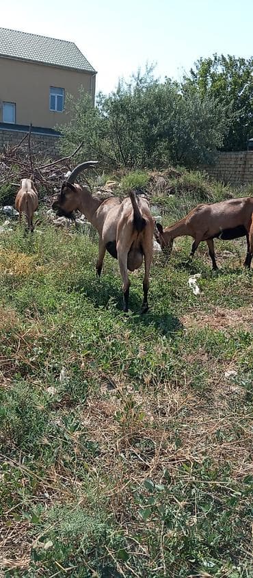 alabay itlerinin satisi: Alpin təkə satılır 16 aylıqdır qiymət 500 azn endirim olacaq — 2