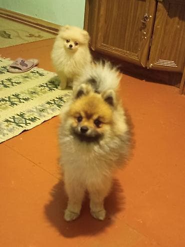 qanqal balası: Şpitz, Erkek, Sənədli — 3