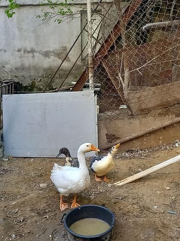 qazlar gəncə: Məişət quşları – qaz və ördəklər - Heyvanlar: 1 ədəd ağ qaz, 2 ədəd — 3