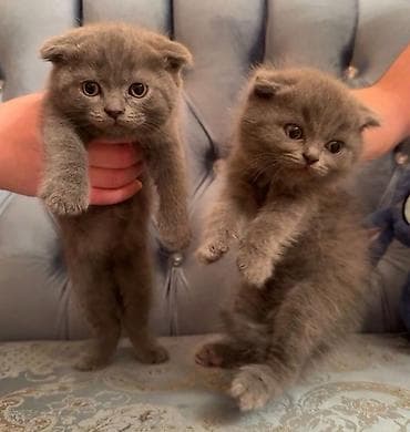 dele heyvan: Şinşilla — 2