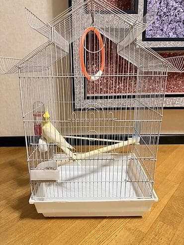 balaca it cinsi: Məhsul: Sarı rəngli nimfa (cockatiel) tutuquşu Təsvir: - Gözoxşayan — 7