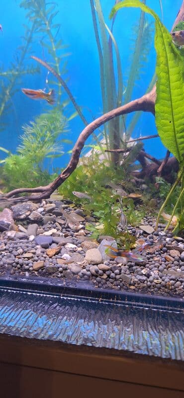 Quppi, Sülhsevər, Ünvandan götürmə