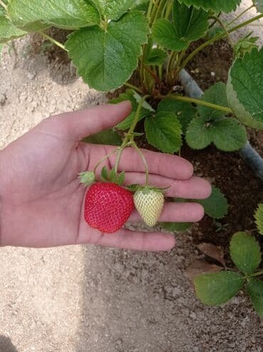 gül toxumları satışı: Çiyələk fidanları – məhsuldar, iri və şirinmeyvəli sort - Şəkillərdə — 6