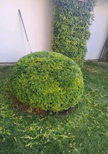 Tulumlar: Bağbanam kime bağban lazımdırsa buyura biler — 8