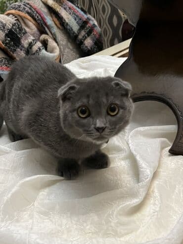 haski itlerin qiymeti: Şotland yastı qulaq, Erkək, Yaxşı əllərə — 1