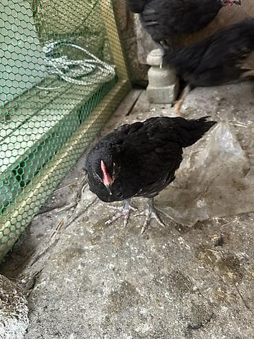 cuca: Toyuq, Australorp, Damazlıq — 3