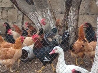 Inəklər, öküzlər: 9aylıq xoruzlar satılır — 8