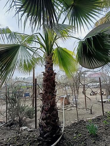 agac tingleri: Meksika Fan Xurması (Washingtonia robusta) – həyət və bağ üçün — 5