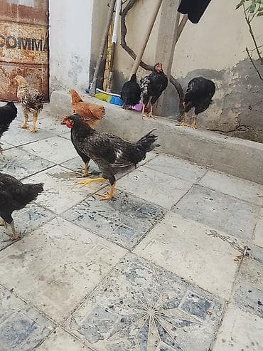 ev heyvan: Yerli qarışıq cins ev toyuqları – fərqli rəng və naxışlarda — 5