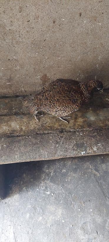 Məhsul: bıldırcın (qəhvəyi/naxışlı rəng çeşidi) Xüsusiyyətlər: - Növ lalafo.az -da Məhsul: bıldırcın (qəhvəyi/naxışlı rəng çeşidi) Xüsusiyyətlər: - Növ