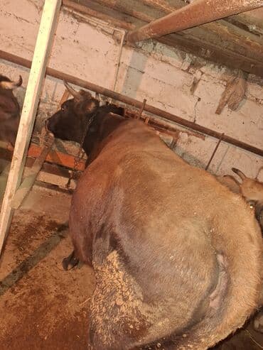 Птицы: Qisir iney 190 200 kilo eti var baki malidi — 2