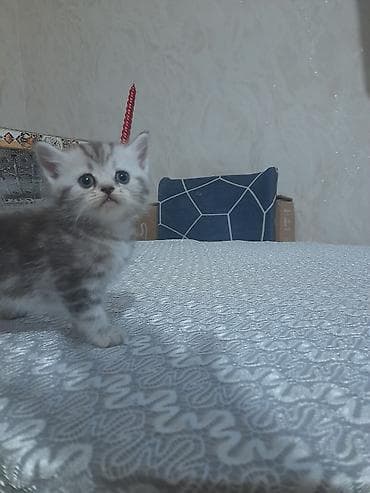 Собаки: Gözəl boz-ağ rəngli bala pişik - Cinsəxasiyyət: sakit, mehriban və — 2