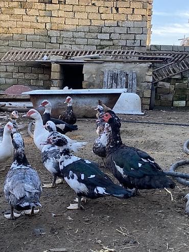 qus yuvalari: Lal ördəklər tam sağlar cavandılar 1 ilin fərələridi, 7 8 aylıqlarda — 9
