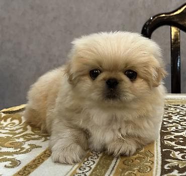 zvanok itler satisi: Pekines, 1 ay, Erkek, Ünvandan götürmə — 4