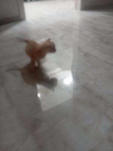 alabay balası: Yaxşı əllərə — 4