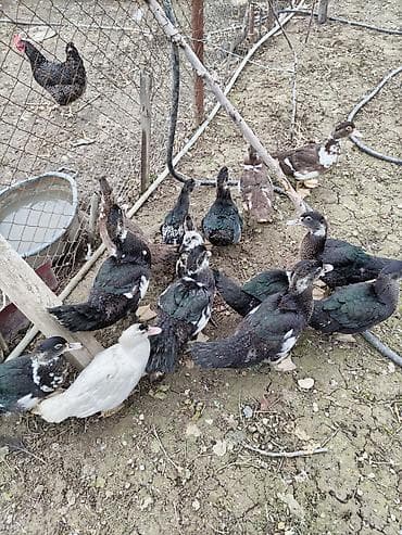 Pişiklər: Digər quşlar — 4