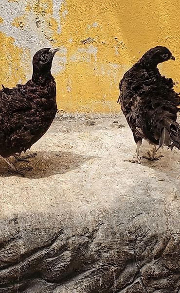 quş yarım tip: Zümrid girgovul 2 fərə bir xoruz — 3