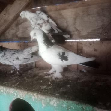 qəfəs quş: 1 eded ebrej maya bir eded qara boyun badam lele maya 2 si birlikde — 6