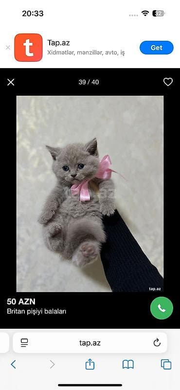 pişik latoku: Ağ balaca pişik balası – mavi gözlü, tükləri yumşaq və sıx. Üzündə və — 10