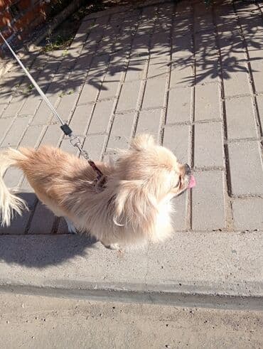 afcarka bala: Pekines, 1 il, Erkek — 5