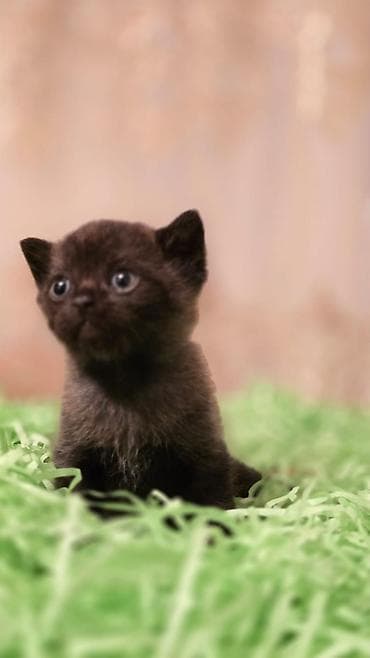 bala ördək: Britan, Yaxşı əllərə, Ödənişli çatdırılma — 3