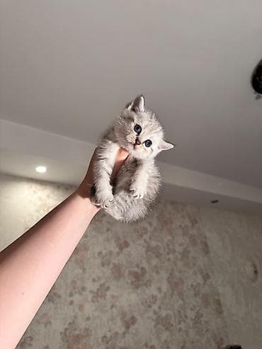 Кошки: Шотландская, Самец, Самовывоз, Бесплатная доставка — 4