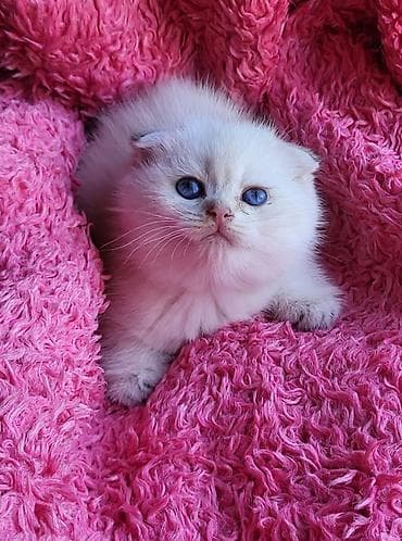 ana ari satisi: Şinşilla, Erkək, Dişi, Pulsuz çatdırılma — 7