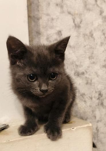 pişik balası satılır: Britan, Ünvandan götürmə — 4