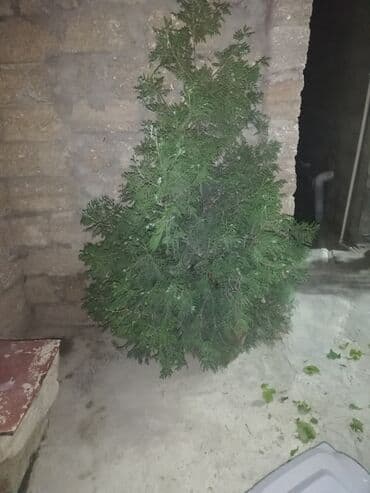 yuxuda şam ağacı görmək: Gözəl, həmişəyaşıl ardıc ağacı. Dekorativ bitki kimi istifadə üçün — 2