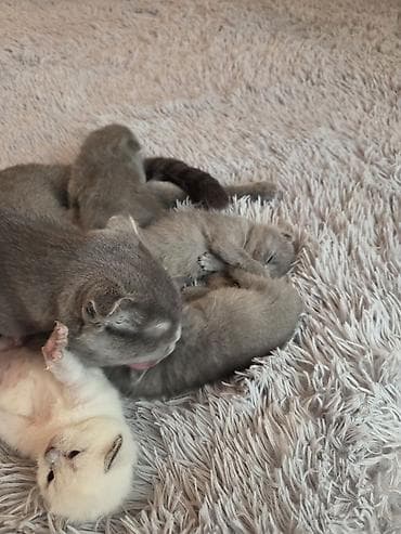 super alabay kl: Şotland — 3