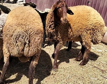 Qoyunlar – ət və damazlıq üçün Təsvir: - Qəhvəyi rəngli, yerli cinsli — 4