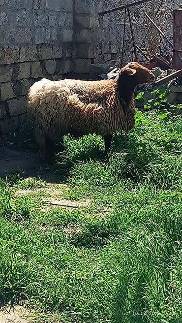 almaz qoyun: Qoyun – yerli cins, iri gövdəli - Qəhvəyi başlı, qalın və uzun yunlu — 1