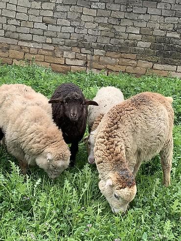 qoyun sortlari: 9 dənə quzular satılır 5 erkəy 4 dişi — 2