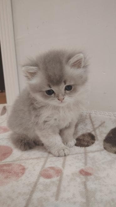 scotland pisik: Şinşilla, Yaxşı əllərə — 5