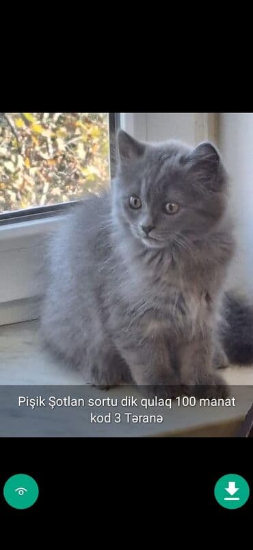 şinşilla pişik: Самец, Самовывоз — 5