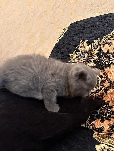 it qiz sekilleri: Britan — 3